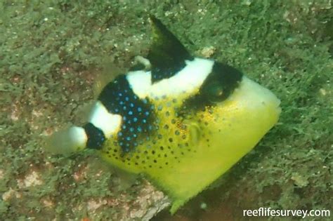 Pseudobalistes Fuscus Yellow Spotted Triggerfish