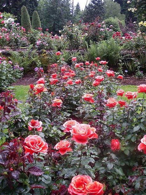 Rose Garden Beautiful Flowers Garden Rose Garden Design Rose Garden