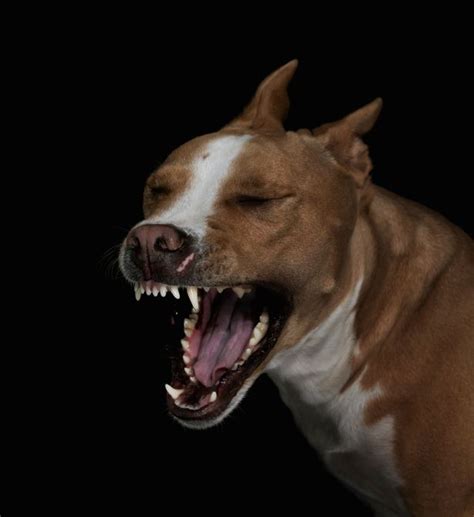 Illegal Pit Bull To Be Destroyed And Owner Jailed After It Attacked A