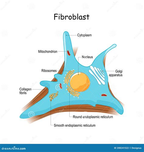 Fibroblast Anatomy Close Up With Collagen Fibrils And Organelles