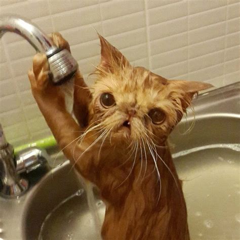 50 Imágenes Divertidas De Gatos Bañándose ¿cómo Bañar Correctamente A