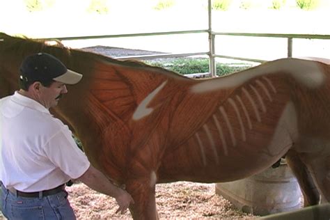 Equine Massage DVD video - Real Bodywork