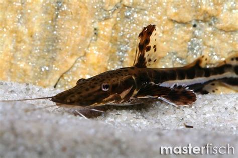 Tiger Shovelnose Catfish Pseudoplatystoma Fasciatum MasterFisch