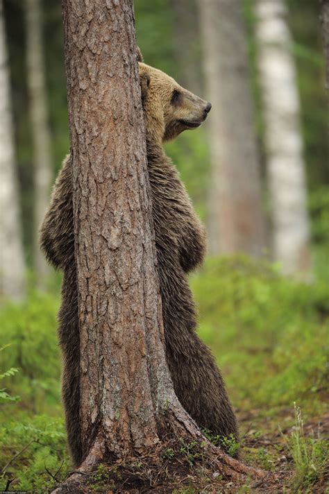 Brown Bear Hiding Behind A Tree Brown Bear Ursus Bear