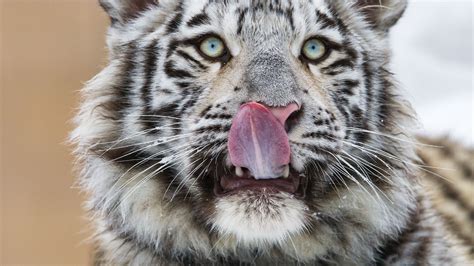 Download Wallpaper 1920x1080 Tiger Protruding Tongue Predator Big