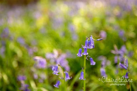Spring Bluebells I Hertfordshire Photographer Claire Lane Photography