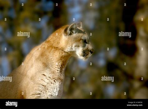 Mountain Lion Puma Concolor Stock Photo Alamy