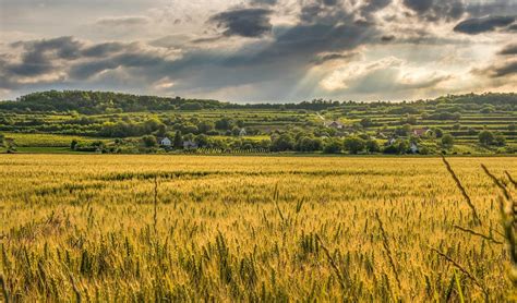 50000 Best Wheat Field Photos · 100 Free Download · Pexels Stock Photos