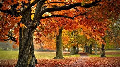 Autumn Forest Wallpapers Landscape Landscapes Trees Nature