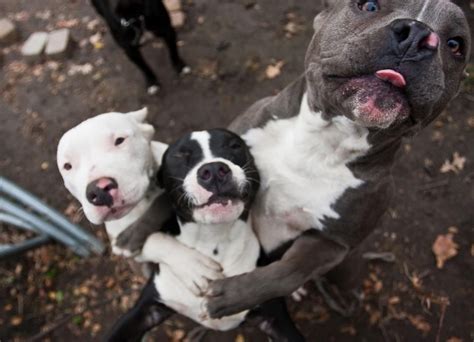 Awesome Group Hug I Love Pitbulls Pitbulls Puppy Kisses Animals