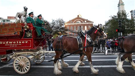 Budweisers Clydesdales Get The Holiday Heave Ho