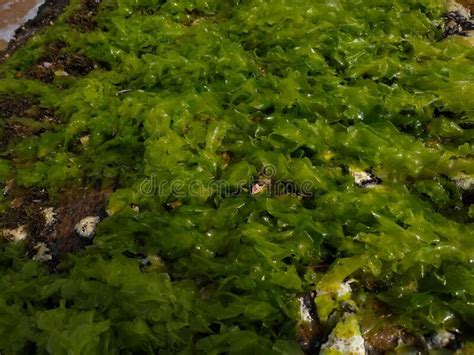 Ulva Lactuca O Lechuga De Mar Algas Verdes Comestibles Imagen De