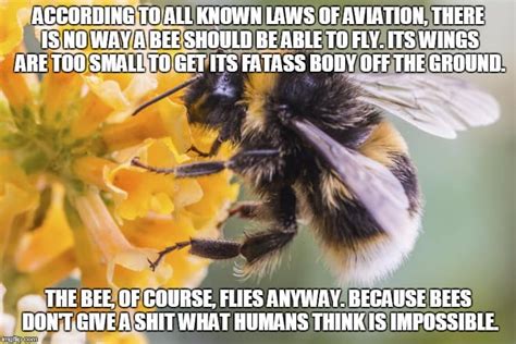 20 entertaining bee memes you just can t ignore