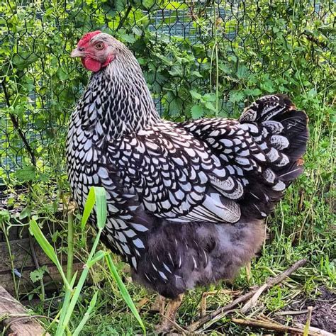 Silver Laced Wyandotte Eggs Height Size And Raising Tips