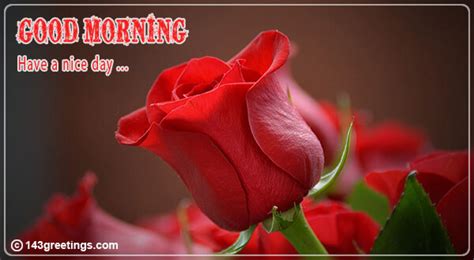 Romantic Good Morning Wishes With Red Roses Animaltree