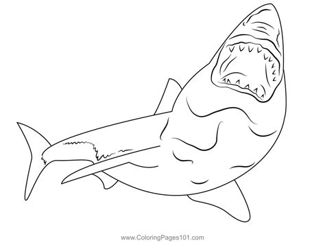 Great White Shark Coloring Page For Kids Free Sharks Printable