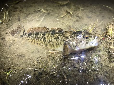 Species 122 — Klamath Marbled Sculpin Caughtovgard