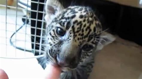Ce Bébé Jaguar Essaye De Pousser Son Premier Rugissement