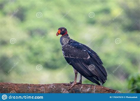 King Vulture Sarcoramphus Papa Large Bird Found In Central And South America Editorial Image