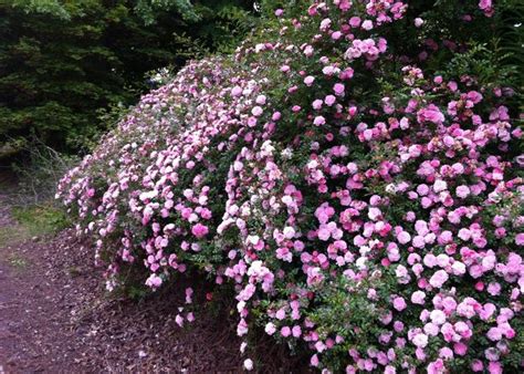The Ultimate Guide Top 10 Hedge Plants For Pacific Northwest In 2023
