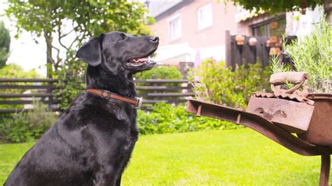 Welche spiele passen zu meinem hund? Hunde verstehen! Krawall am Gartenzaun & Wenn Hunde nicht ...