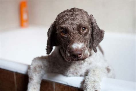 Read more available lagotto romagnolo puppies! Lagotto Romagnolo - Global Dog Breeds