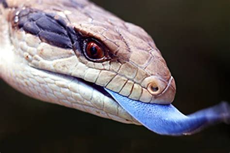 Blue Tongued Lizard Diet Habitat Facts Blue Tongued Skink