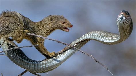 Honey Badger Vs Mongoose