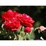 Roses  Photo 29851191 Fanpop