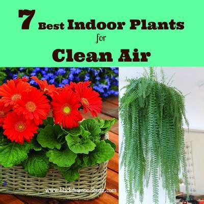Beautiful indoor plants that can help improve your indoor air quality. 7 Best Air Cleaning Plants for Home Garden & Indoor Air ...