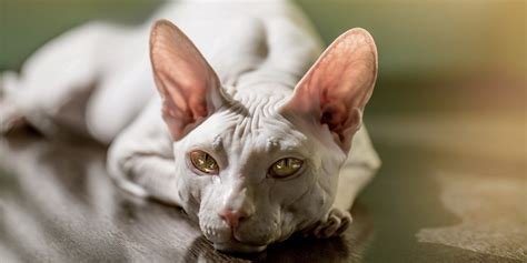 Benefits Of Owning A Sphynx Cat Sphynx Cats And Kittens