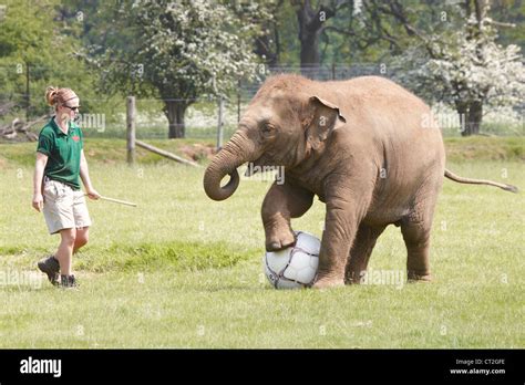 Three Year Old Asian Elephant Donna Plays With A Giant Football