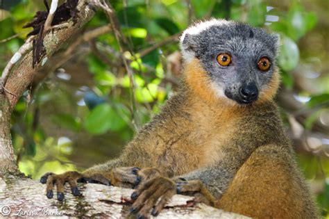 Collared Brown Lemur Report Photo Creditlarissabarker Peoples