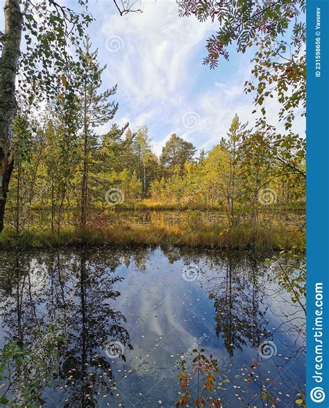 The Mirror Surface Of A Forest Lake In Which Trees With Yellowing