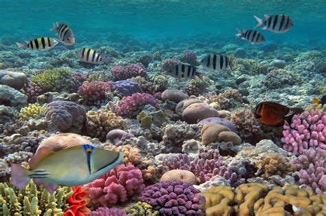 ¡asombrosos Datos Sobre Los Arrecifes De Coral En Cancún