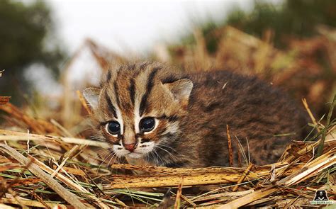 Turning the Spotlight on the Elusive Rusty-spotted Cat ...