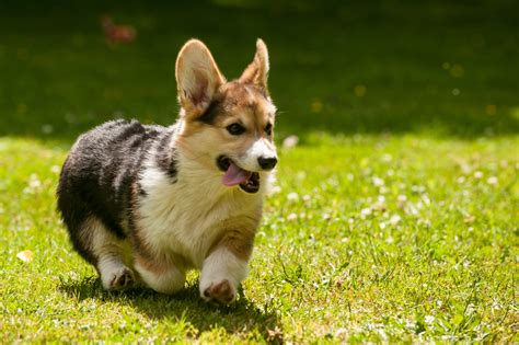 There are all account age and karma minimums to post. Degenerative Myelopathy - A Progressive Spinal Cord ...