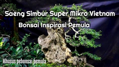 Saeng Simbur Super Mikro Vietnam Bonsai Inspirasi Pemula Youtube