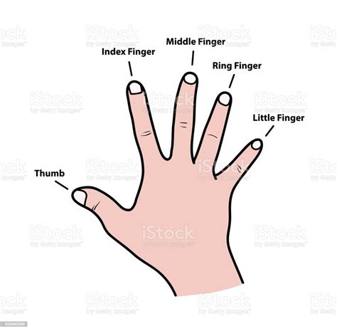 Fingers Names Of Human Body Parts Stock Illustration Download Image