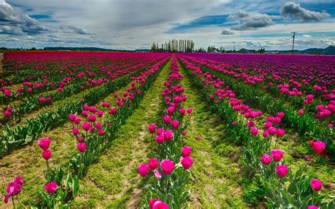 Pink Tulip Flower Field Wallpaper Hd
