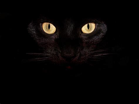 Cat Wallpaper Black Cat Eyes Can Be Scary At First Glance 2048x1536