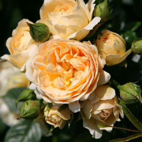Check spelling or type a new query. Buy rose Happy Birthday (patio) Rosa Happy Birthday (Min ...