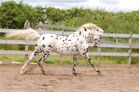 10 Horses That Resemble Dalmatians Horse Nation