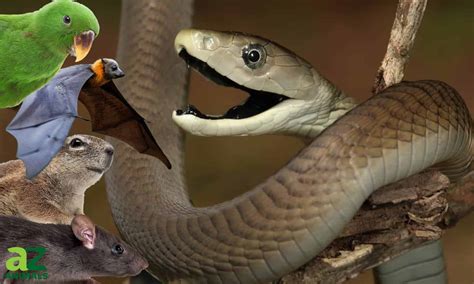 Inland Taipan Vs Black Mamba Which Would Win In A Fight Az Animals