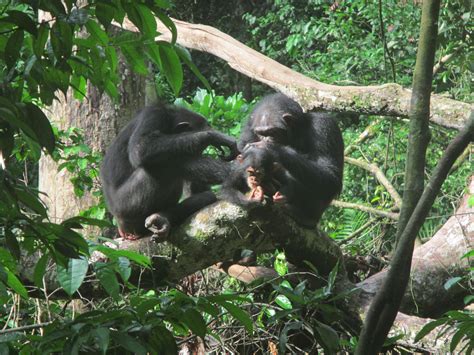 Primates Adjust Grooming To Their Social Environment