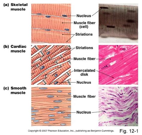 Each type of muscle tissue in the human body has a unique structure and a specific role. Skeletal muscle is responsible for all voluntary movements, such as running . Also involved in ...