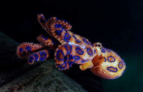 World Octopus Day 8 Reasons The Octopus Is Natures Greatest Miracle