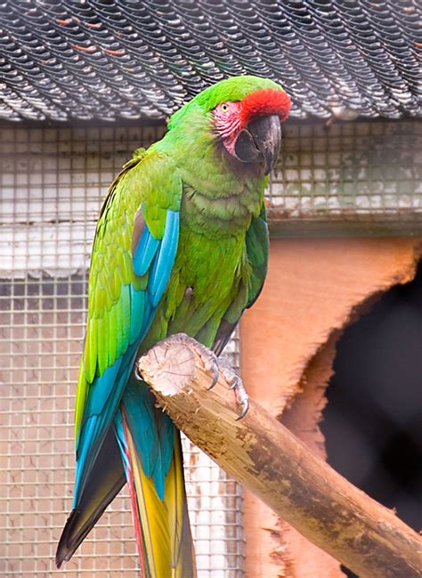 Military Macaw Facts Pet Care Personality Feeding Pictures
