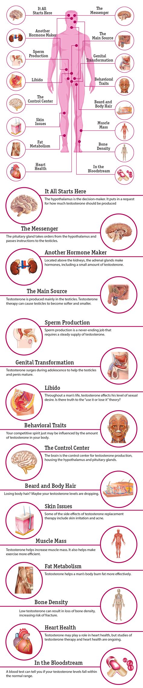 16 Effects Of Testosterone On The Body