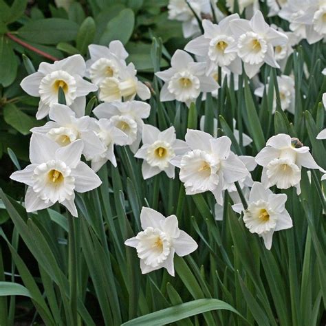 The Most Cherished Of The White Daffodils The Mount Hood Daffodil